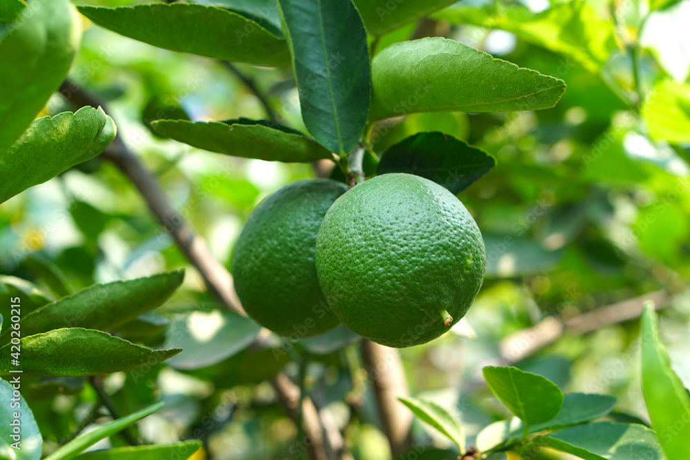 Green lemon on the tree blurred green background, an excellent source of vitamin C. blurred green lime on the tree.