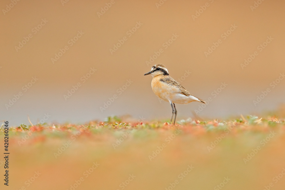 Obraz premium Kittlitz's plover, Charadrius pecuarius, small shorebird in the nature habitat. Plover on the beach, near the water, Lake Kariba, Zimbabwe in Afrika. Small bird in nature.