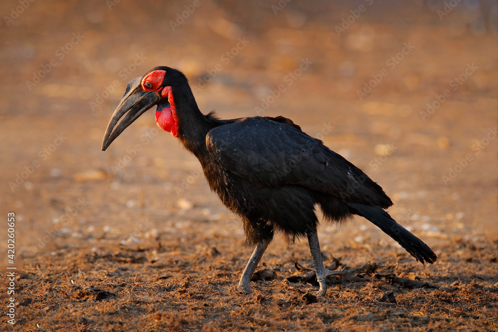 Obraz premium Bland and red hornbill. Southern ground-hornbill, Bucorvus leadbeateri, largest hornbill in the world. Black bird with red face walking in the green grass. Animal in the habitat, Moremi, Botswana