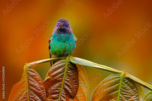 Blue head hummingbird. Golden-tailed Sapphire, Chrysuronia oenone, Sumaco Napo-Galeras National Park in Ecuador. Green blue head hummingbird sitting on the branch in forest habitat. Wildlife Ecuador. photo