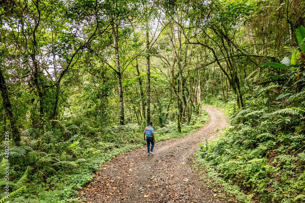 custom made wallpaper toronto digitalPersona caminando por sendero boscoso en Pereira Risaralda_Colombia
Person walking down wooded path in Pereira Risaralda_Colombia
