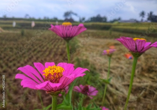 flowers in the field © Neographic