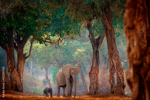 Elephant with young baby. Elephant at Mana Pools NP, Zimbabwe in Africa. Big animal in the old forest, evening light, sun set. Magic wildlife scene in nature. African elephant in beautiful habitat.