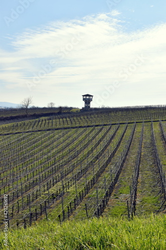 Aussichtsturm in den Weinbergen von Freiburg-Opfingen