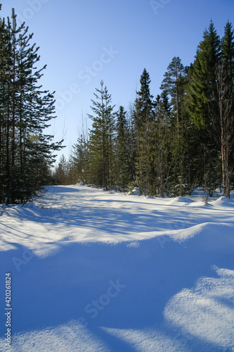 A shadow on the snow in the forest. © Людмилa