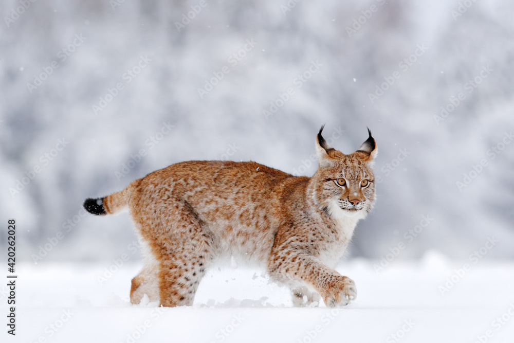 Fototapeta premium Winter wildlife in Europe. Lynx in the snow, snowy forest in February. Wildlife scene from nature, Germany. Winter wildlife in Europe.