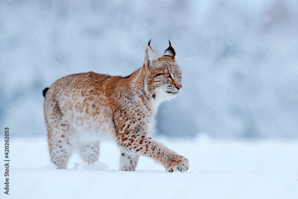 Obraz premium Snow nature. Lynx face walk. Winter wildlife in Europe. Lynx in the snow, snowy forest in February. Wildlife scene from nature, Slovakia. Winter wildlife in Europe.