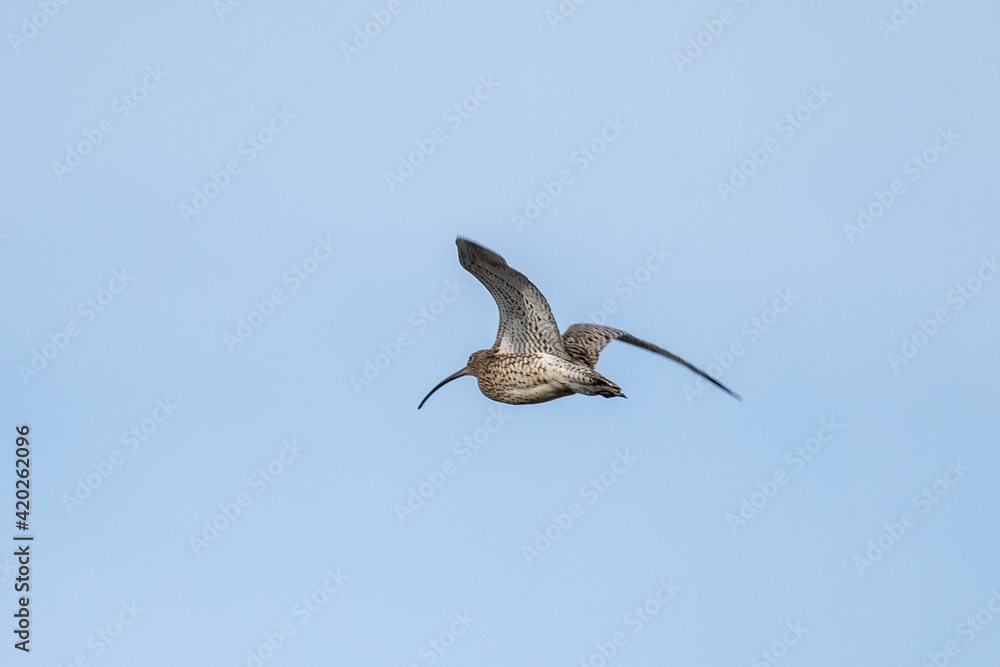 Obraz premium Curlews (Numenius arquata) in flight against a blue sky