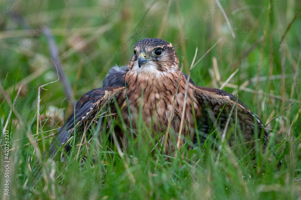 A merlin (Falco columbarius) mantles (conceals) its catch from other birds A merlin (Falco columbarius) mantles (conceals) its catch from other birds