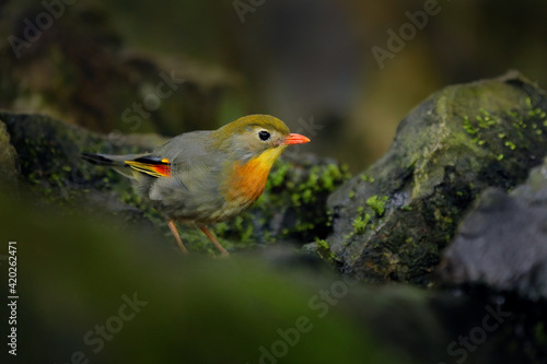 Red-billed leiothrix, Leiothrix lutea, rare bird from southern China and the Himalayas. Cute animal in green vegetation. Animal sitting on the branch. Wildlife scene from nature.