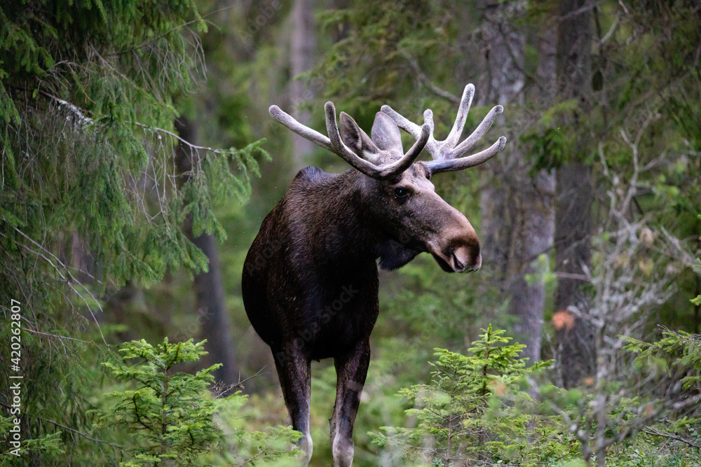 elk in the woods
