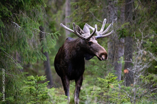 elk in the woods