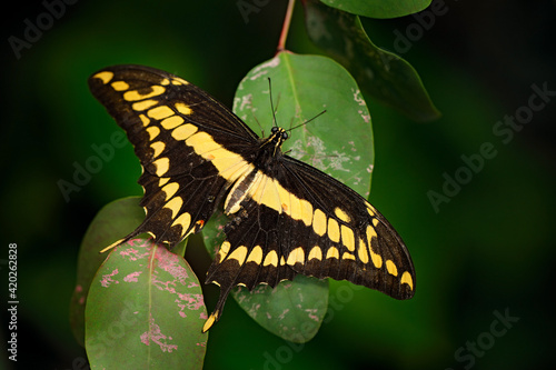 Beautiful insect in the green nature. Giant Swallow Tail, Papilio thoas nealces, beautiful butterfly from Mexico sitting on the leaves. Beautiful insect in nature.