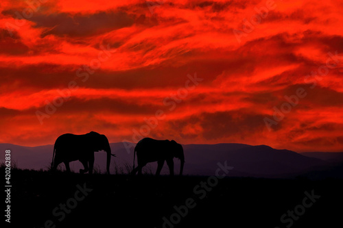Sunset in Africa. Elephant in the grass, blue sky. Wildlife scene from nature, elephant in habitat, Moremi, Okavango delta, Botswana, Africa. Green wet season, blue sky with clouds.