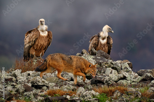 Golden jackal, Canis aureus, feeding scene on rock with vultures, Eastern Rhodopes. Wild dog behaviour scene in nature. Mountain animal in the habitat. Bulgaria wildlife, Balkan in Europe.
