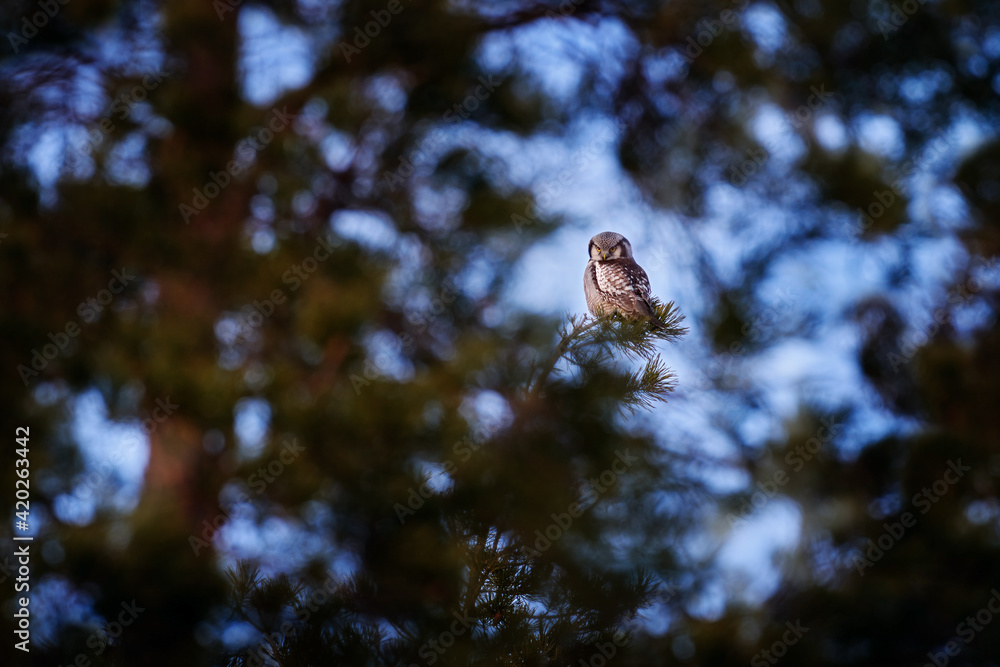 Hawk owl, Surnia ulula, hidden in pine tree. Hawk owl pink violet twilight night. Winter wildlife in Sweden. Blizzard with cute owl with yellow eyes. Hawk owl on the old tree trunk.
