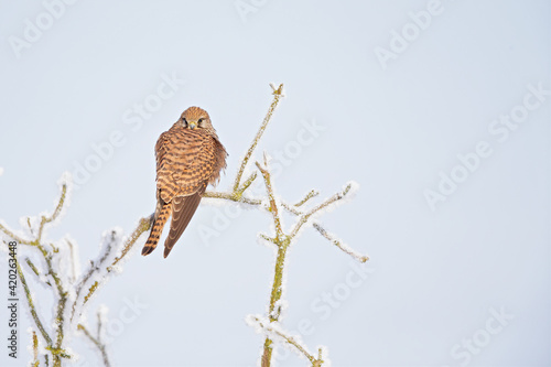 Bild auf Leinwand A female common kestrel (Falco tinnunculus) perched on a branch with snow ready to hunt mice