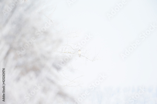 A white morph common buzzard  Buteo buteo  perched in a snowy tree.