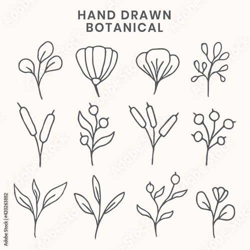 hand drawn botanical element vector