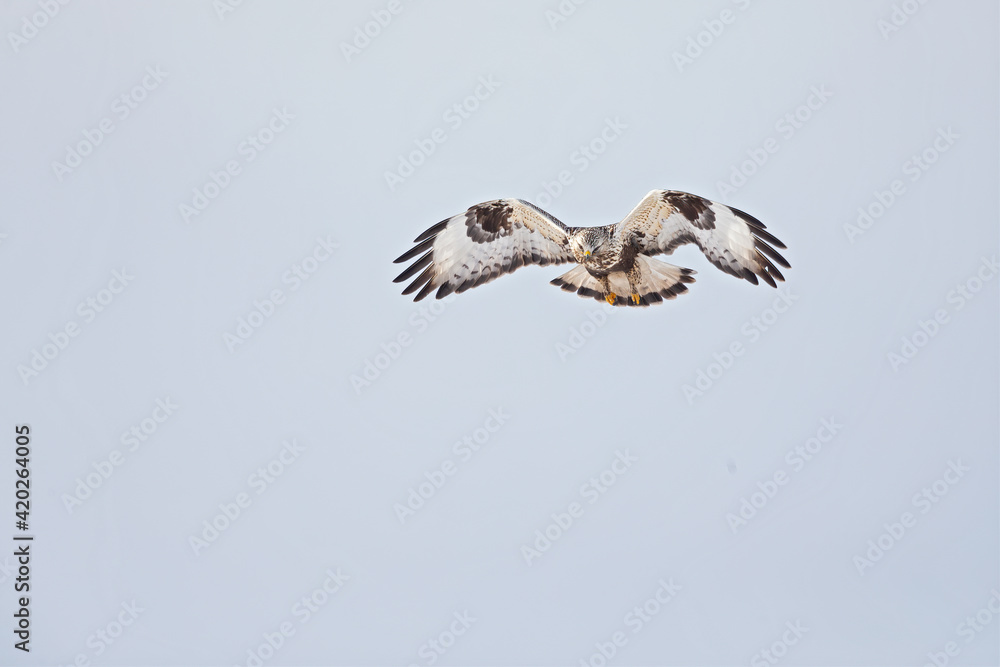 A rough-legged buzzard hovering in search for prey