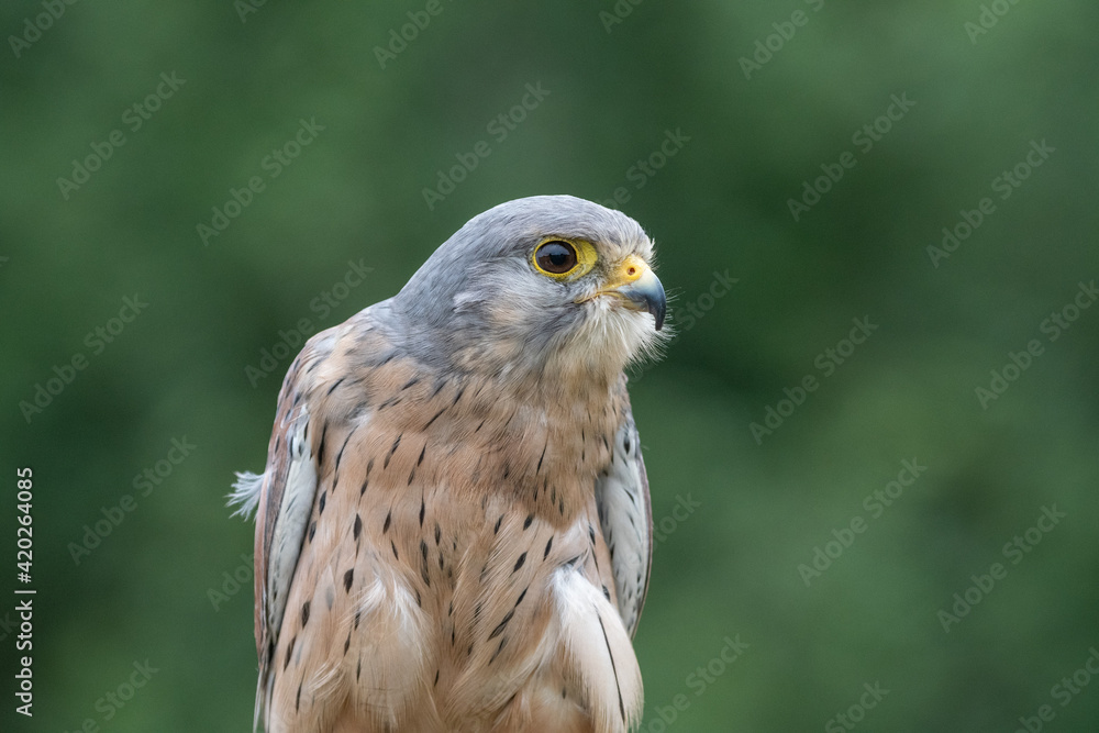 Close up view of a a kestrel (Falco tinnunculus) on a perch Close up view of a a kestrel (Falco tinnunculus) on a perch