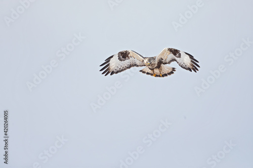 A rough-legged buzzard hovering in search for prey