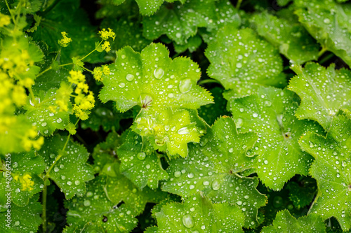 Tela Alchemilla vulgaris green leaves
with rain drops in summer garden