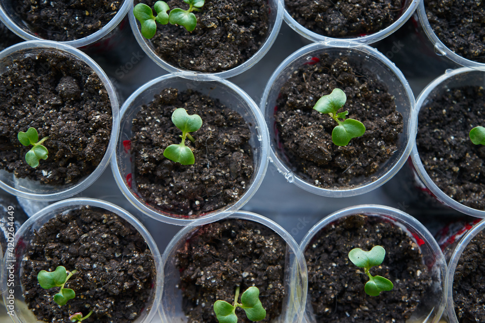 Cabbage seedlings in a pot at the balcony top view Cabbage seedlings in a pot at the balcony top view