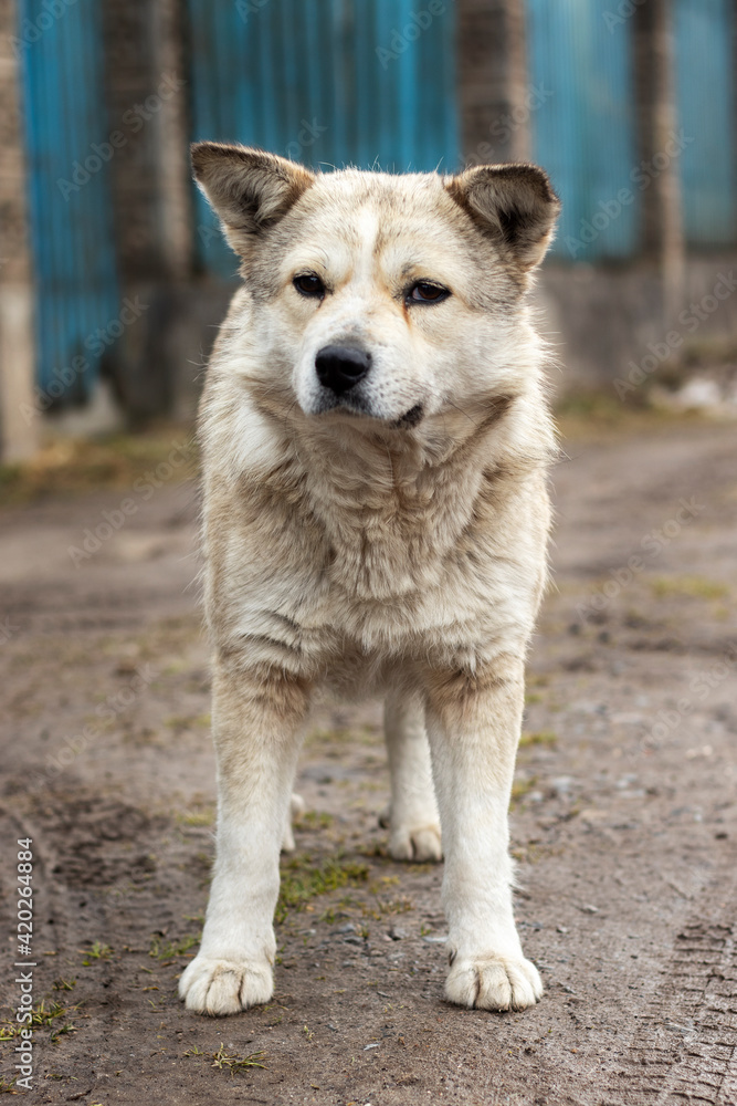 Close-up portrait of a white mixed-breed stray dog. Close-up portrait of a white mixed-breed stray dog.