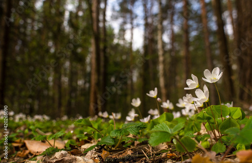blooming oxalis in the spring forest