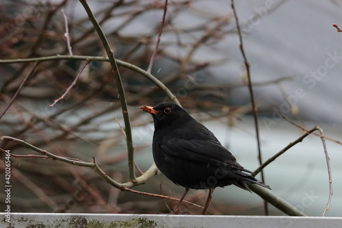 Amsel auf dem Zaun photo