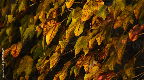 Ściana liści - The wall of leaves