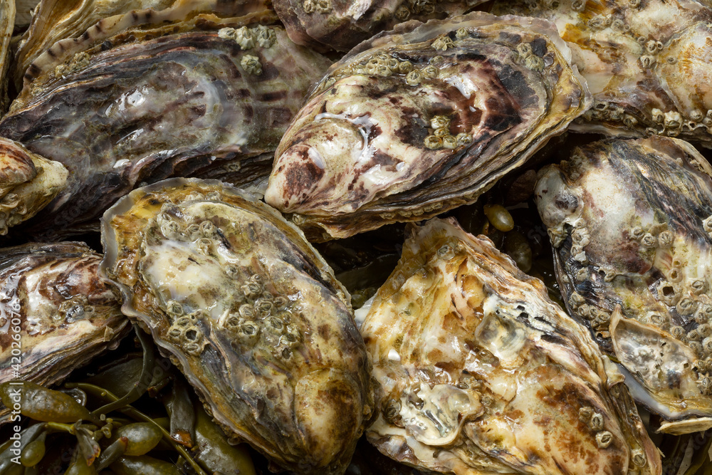 Fresh raw Pacific oyster, Japanese oyster, close up