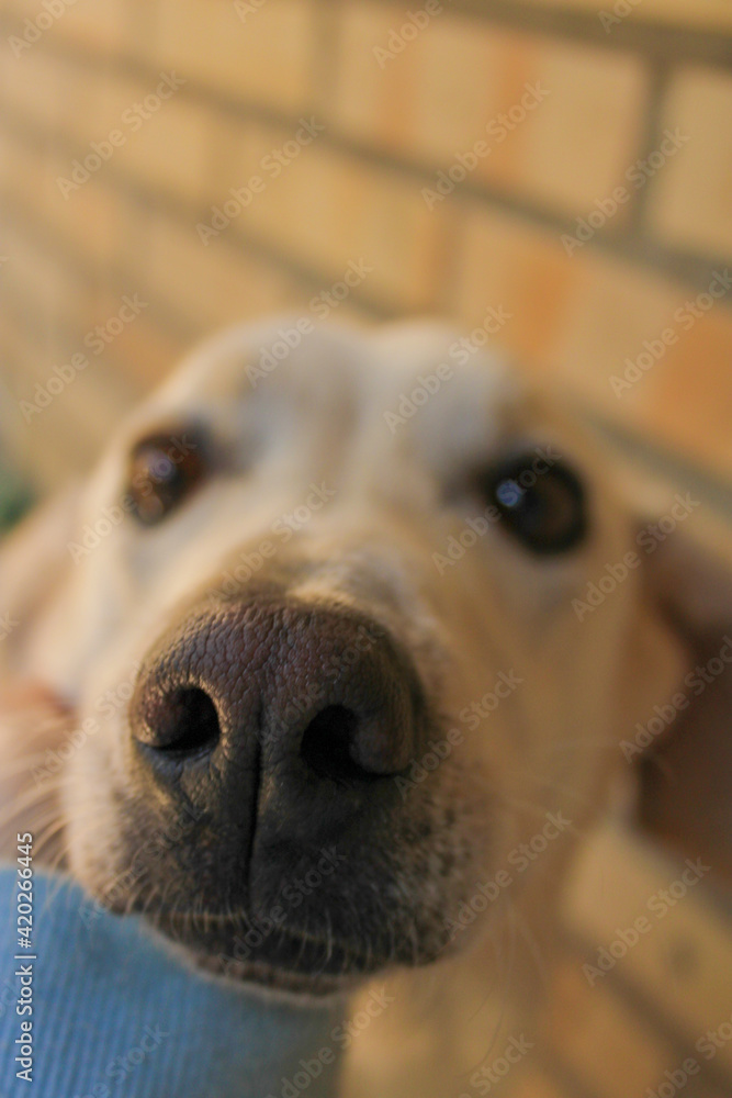 snout snout