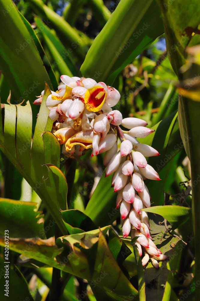 Obraz premium Colorful campanulate flowers of pink, brown and white, arranged in semi-pendant inflorescences, known as colony, shell ginger, bay laurel, pink porcelain lily, variegated ginger or butterfly ginger.