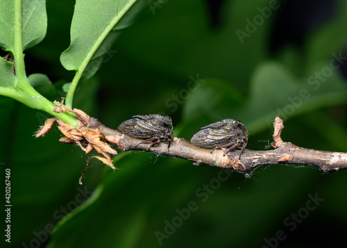 Wallpaper Mural A pair of insects in the imago stage in a shell with the outline of wings on a tree branch Torontodigital.ca