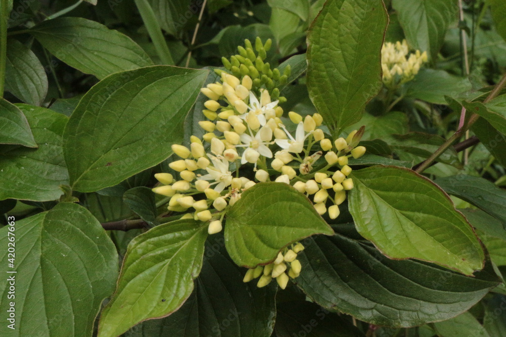 White inflorescences of flowers bloomed on a bush in a summer garden White inflorescences of flowers bloomed on a bush in a summer garden