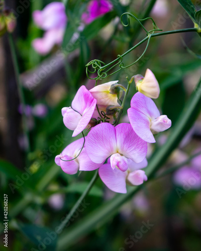 Εκτύπωση καμβά pale purple pink everlasting sweet pea flower Lathyrus latifolius growing in sum