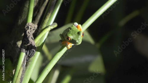 red eyed tree frog perched on plant stem in the wild. close up shot. photo