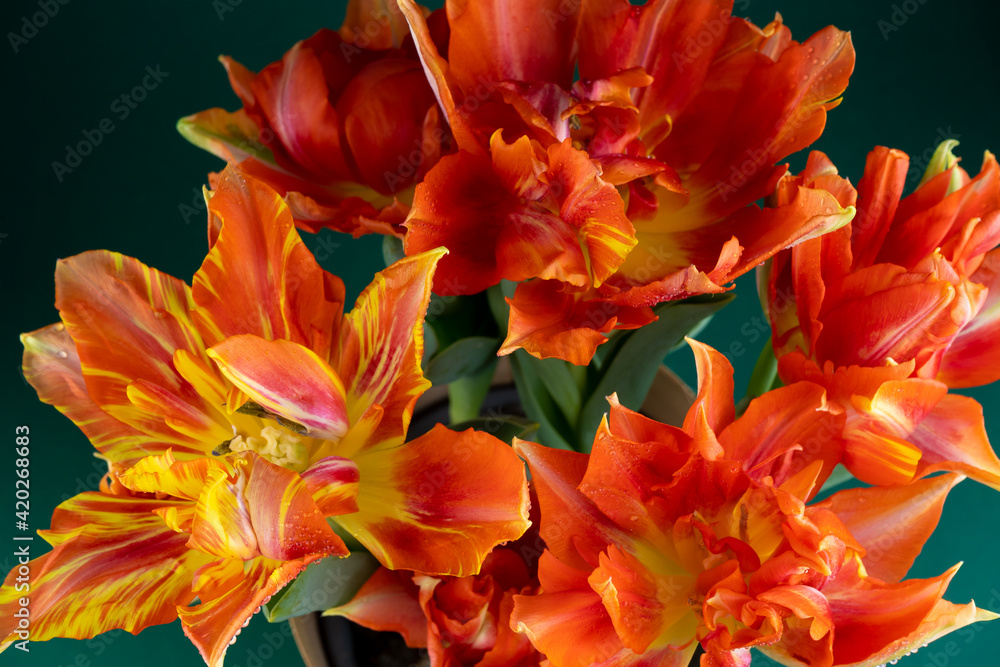 Bouquet of red tulips. Flowers Close-up. Spring Flower. Red-orange terry variety Murillo tulipa