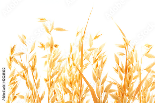 Golden ripe plant ears of oats on a white background, isolated from the background. Selective focus