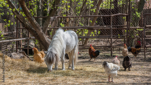 Pony and chicken on the farm
