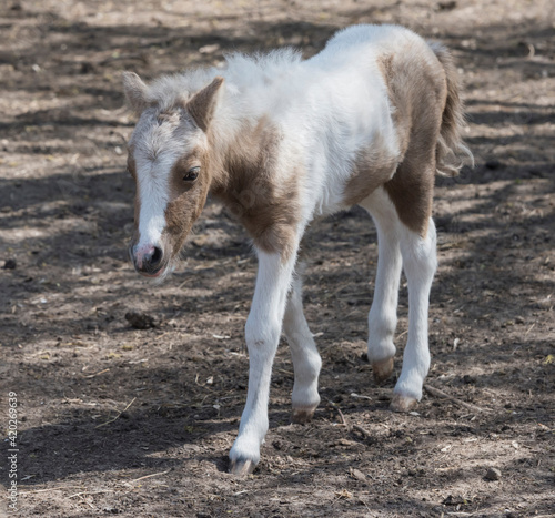 Hatchling pony for a walk