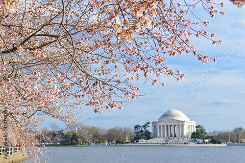 Cherry blossoms and Jefferson Memorial during Cherry Blossom Festival in springtime - Washington D.C. United States of America