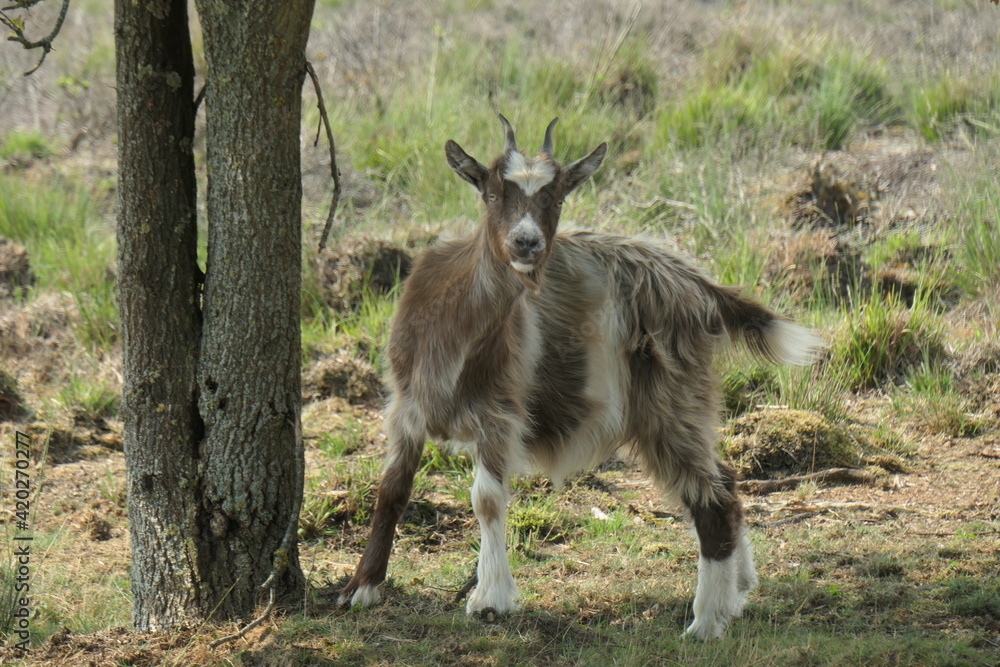 A Brown beige spotted longhaired land goat looks back in surprise. Up close. A Brown beige spotted longhaired land goat looks back in surprise. Up close.