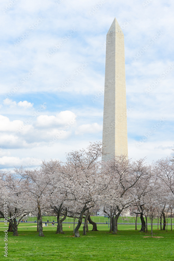 Washington Monument and spring blossoms - Washington D.C. United States of America Washington Monument and spring blossoms - Washington D.C. United States of America