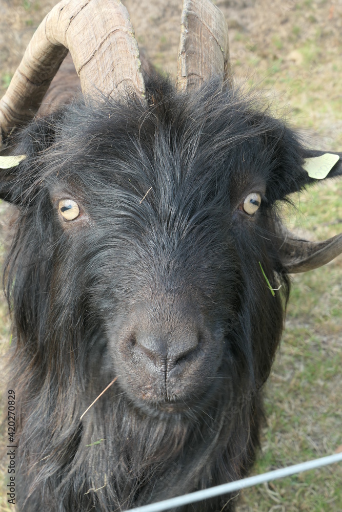 The head of a longhaired Black land goat. Straight from the front and close. The head of a longhaired Black land goat. Straight from the front and close.