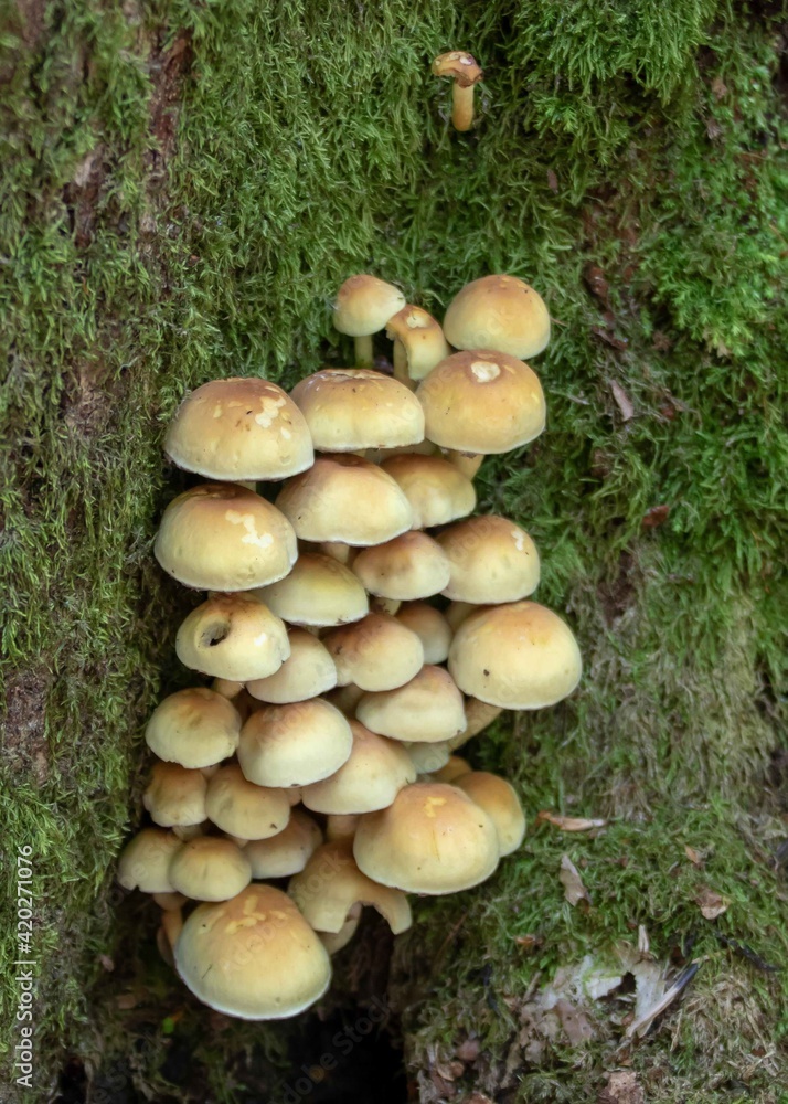 Fototapeta premium fungus growing on a tree trunk a sign that autumn has arrived