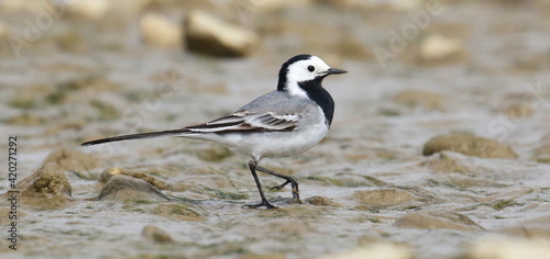 Tableau sur toile White Wagtail on river, Motacilla alba