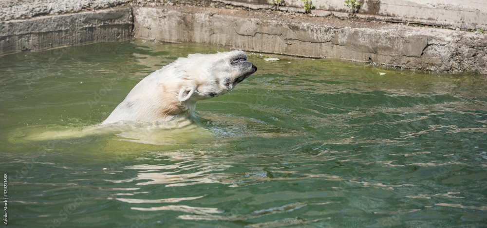 Naklejka premium Happy polar bear swims